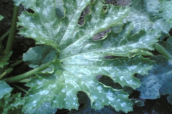 rosée sur les courgettes