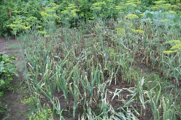 planten water geven