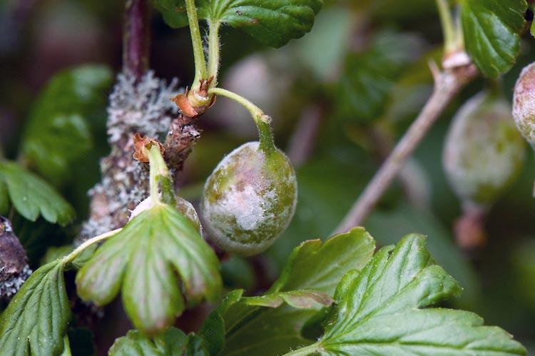 powdery mildew