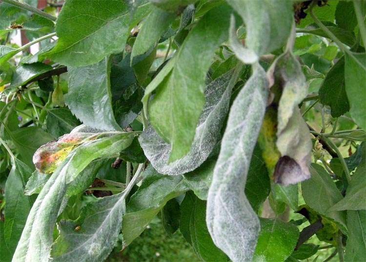 echte meeldauw op een appelboom