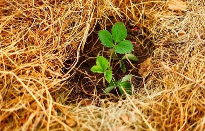 plant in straw 