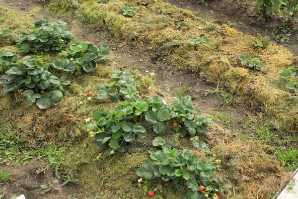 paillage des parterres de fleurs