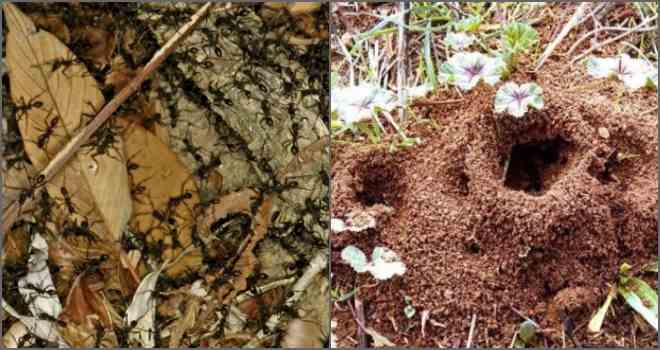 anthill sa hardin