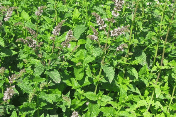 llavors d'una planta