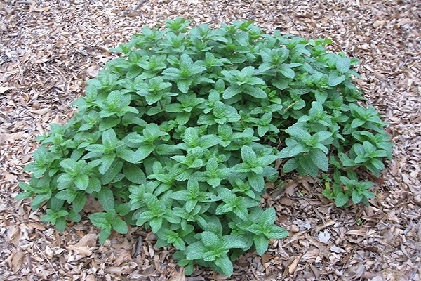 planter des cultures