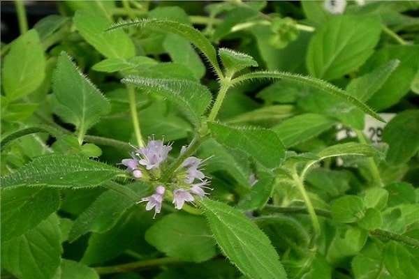 kannellisia astioita