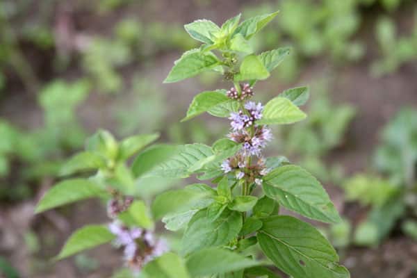 menta de prat