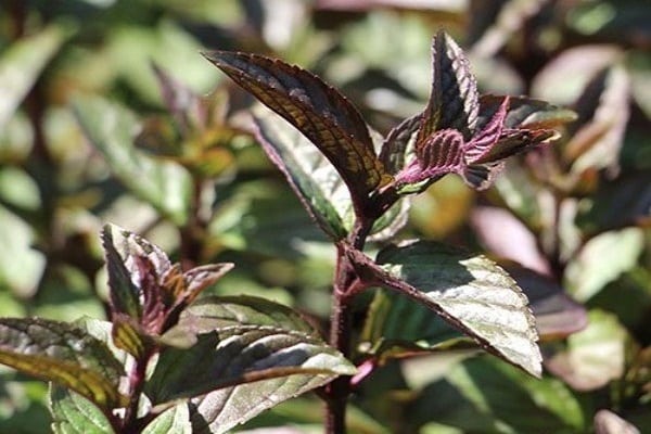 présence dans la plante