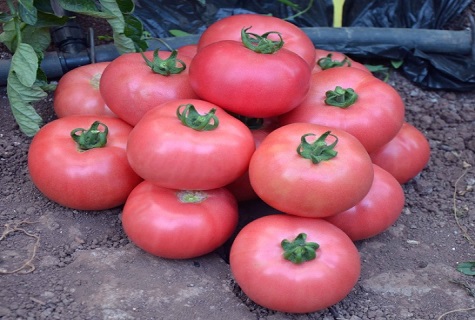 pink tomato pyramid 