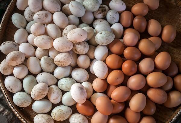 Eier im Brutschrank kochen 