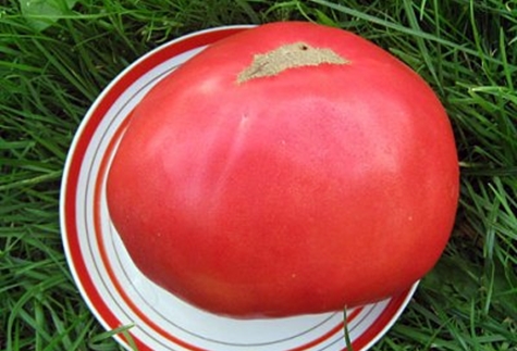 tomato King of the Giants on a plate