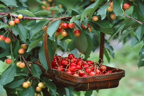 panier de cerises 