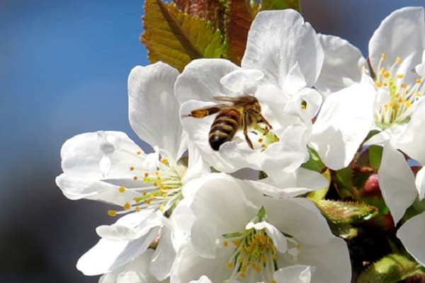 l'abeille pollinise 