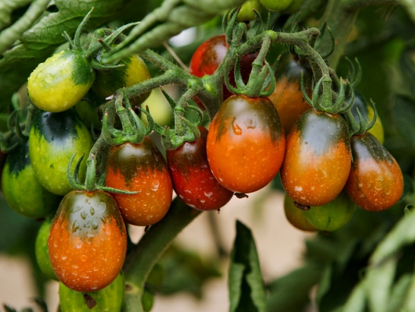 nasse schwarze Moortomaten