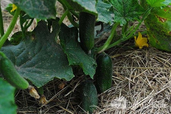 Vorbeugung gegen Ascochyta-Seuche