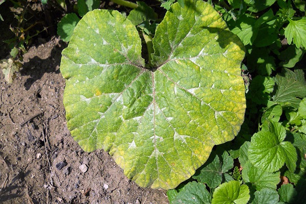 Zerstörung von Chlorophyllen