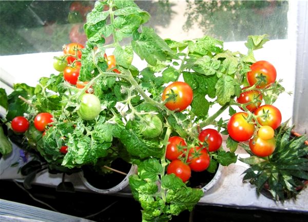 tomato balcony miracle on the balcony