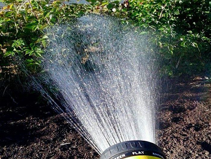 watering currants