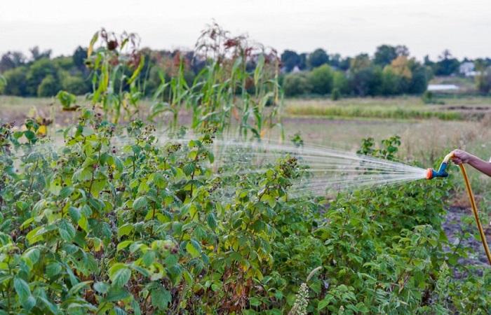 Die Himbeeren gießen 