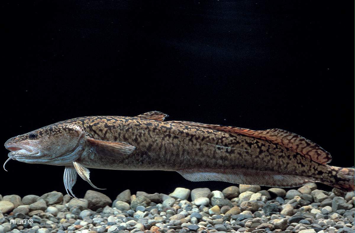 cá burbot