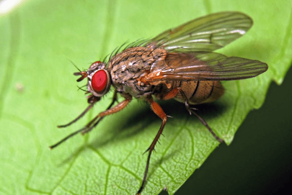 glödlampa fluga