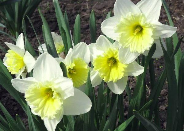 witte bloemen