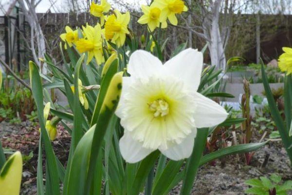 narcissen bloeien