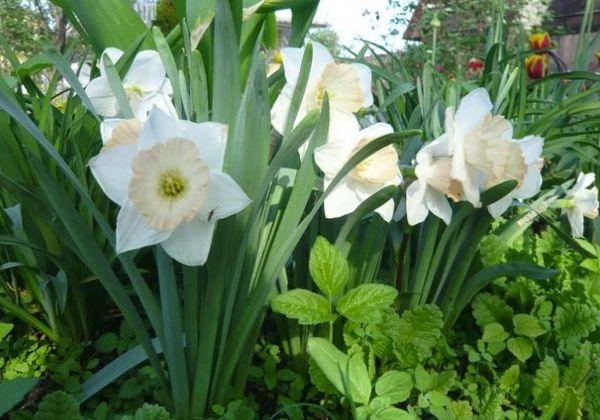 narcissen in de tuin