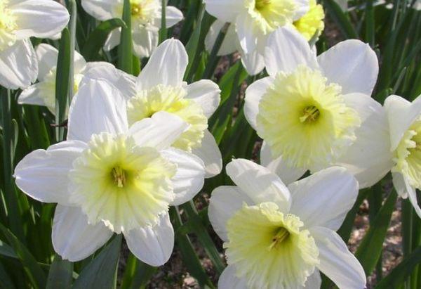 narcissen bloeien