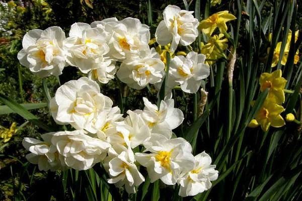 bloem in de tuin 