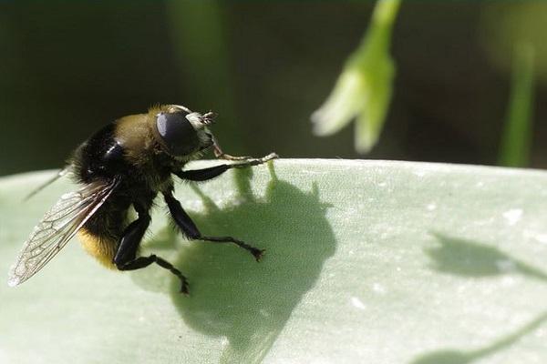 mosca narciso 