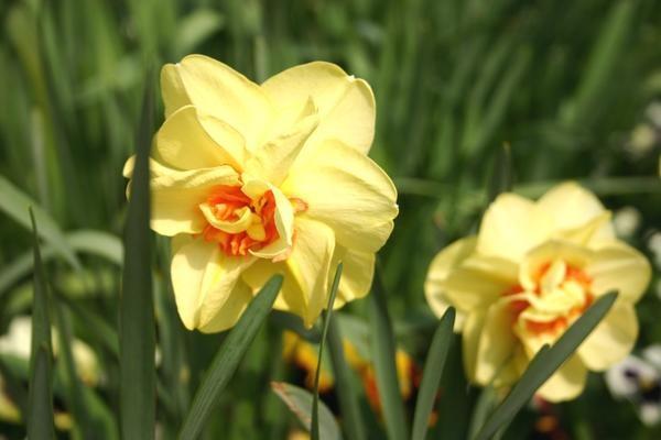 Narcissus vrolijkheid