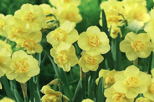 žluté květy 