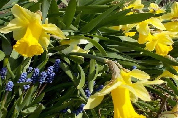 Blumen erzwingen