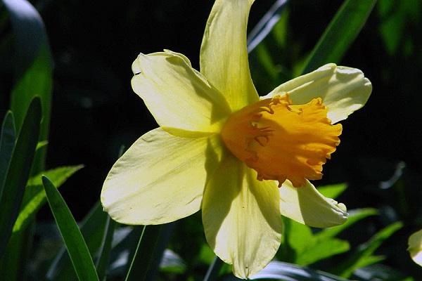 blüht in der Sonne 