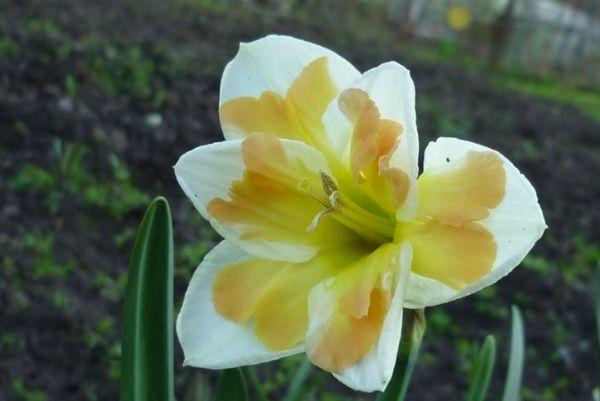 bloem in het veld