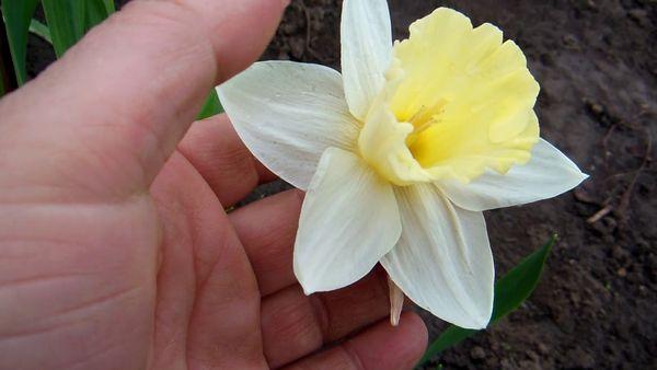 narcisser blomstrer