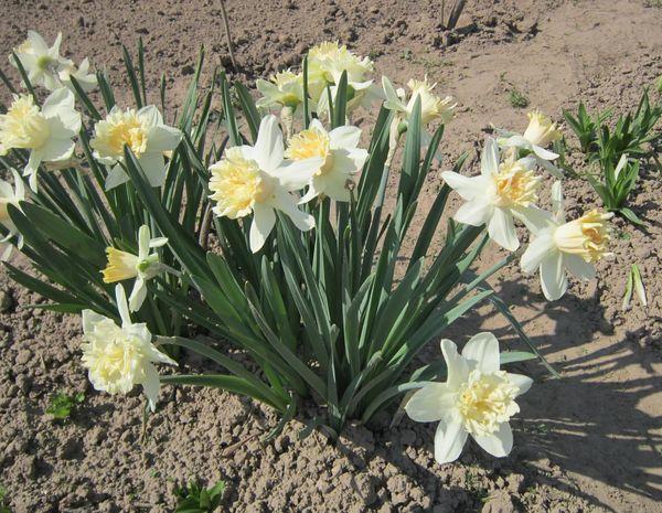 Blumen im Garten