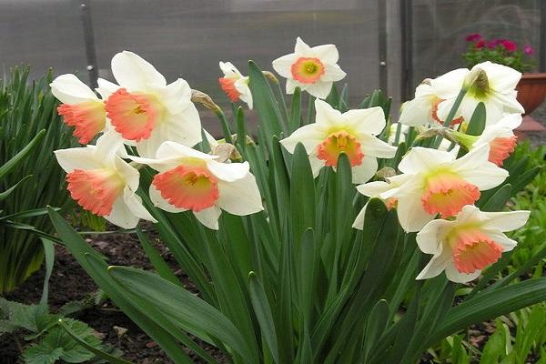 daffodil in the greenhouse 