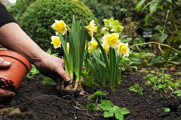 planting a flower 