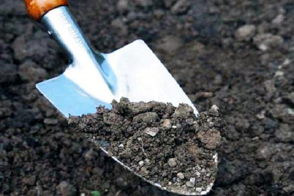 soil on a shovel 