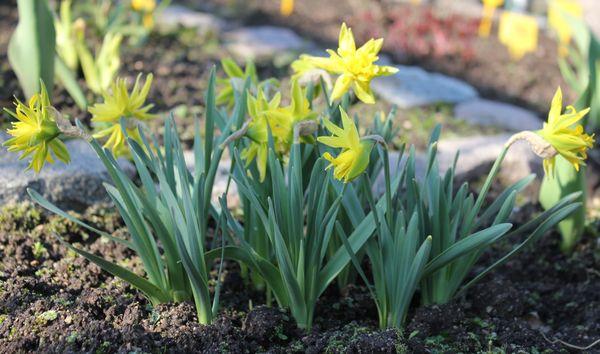 Narzissen im Garten