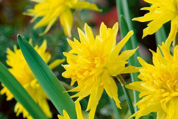 narcisos en flor