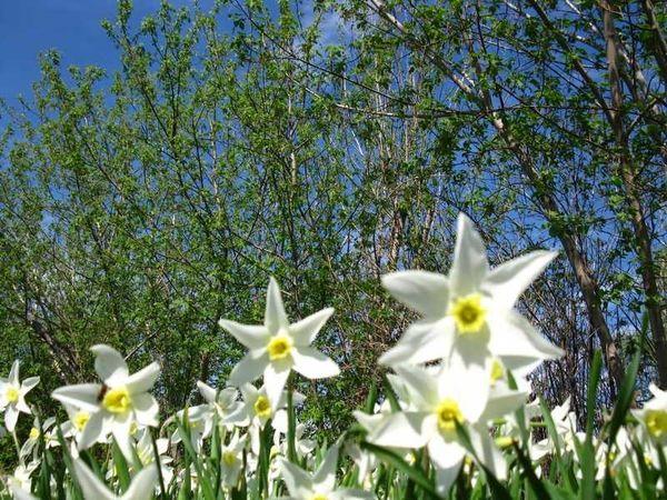 narcissen in het veld