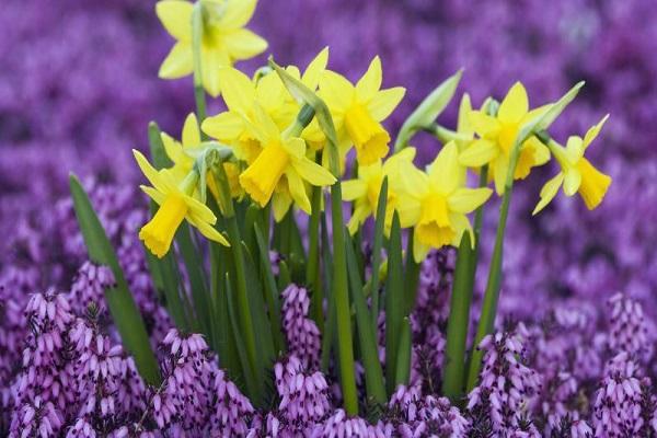 Blumen im Blumenbeet 