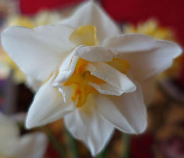 Narcis Witte Leeuw