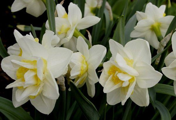 puting daffodil