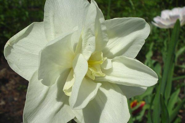 witte bloem