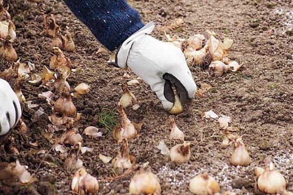 bollen planten 