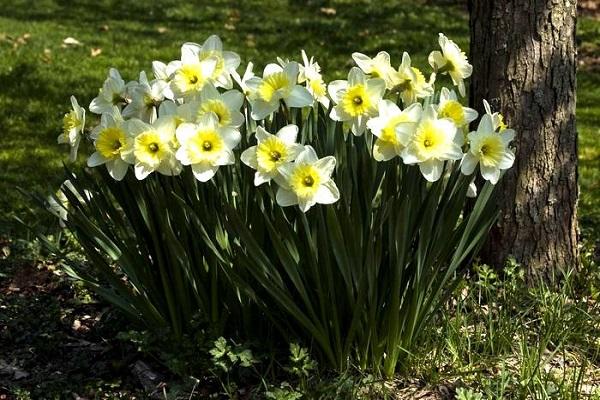 bloemen bij de boom 